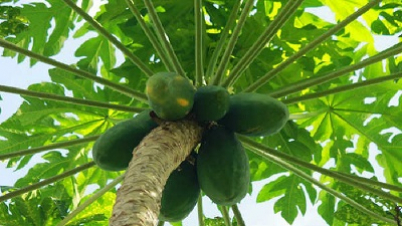 কাঁচা পেঁপে খেলে যত উপকার