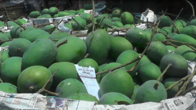 সাতক্ষীরায় আম পাড়া শুরু