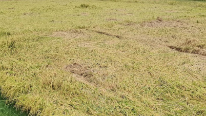 রাসেল ভাইপার নিয়ে ভয়-উদ্বেগের সত্যিই কোনো কারণ আছে?