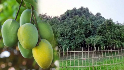 ঠাকুরগাঁওয়ের আম যাচ্ছে ইউরোপ