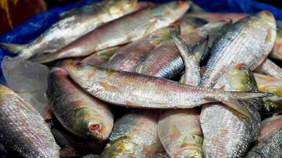 বাংলাদেশে আরও ২০০ টন ইলিশ রপ্তানি করবে ভারত