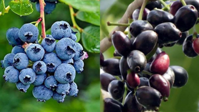 ব্লুবেরি না কালোজাম, কোনটি বেশি উপকারী?