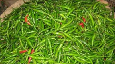 ভারত থেকে কাঁচামরিচ আমদানি শুরু