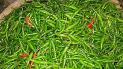কাঁচামরিচের কেজি ৩০ টাকায় নামল