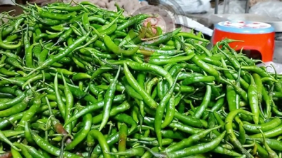 হিলিতে কাঁচামরিচের দাম দ্বিগুণ