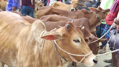 চাঁপাইনবাবগঞ্জে কোরবানির জন্য প্রস্তুত ২ লাখের বেশি পশু