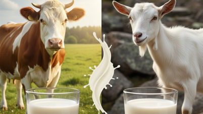 গরুর দুধ নাকি ছাগলের দুধ, কোনটি ভালো? গরুর দুধ নাকি ছাগলের দুধ, কোনটি ভালো?