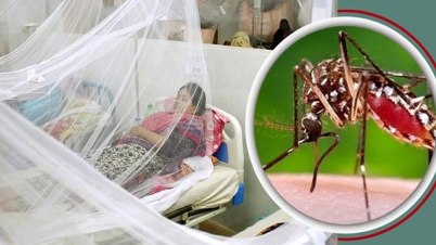 একদিনে রেকর্ড ৯০০ ডেঙ্গু রোগী হাসপাতালে ভর্তি