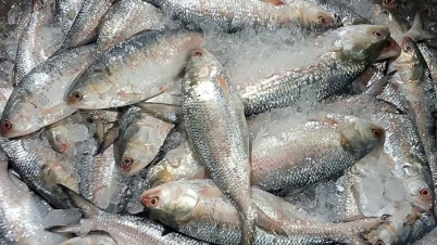 ভারত থেকে প্রথমবার ইলিশ আমদানি করল বাংলাদেশ ভারত থেকে প্রথমবার ইলিশ আমদানি করল বাংলাদেশ