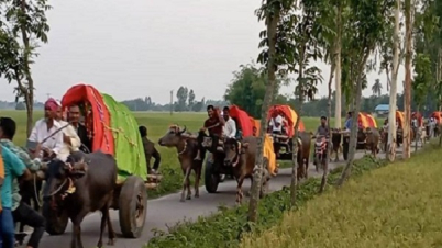 গরু মহিষের গাড়িতে বরযাত্রা