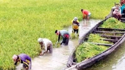 হাওরে ধান কাটার সময় বজ্রপাতে ৬ কৃষকের করুণ মৃত্যু