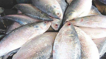 ভারতে ইলিশ রফতানি বন্ধে সরকারকে লিগ্যাল নোটিশ