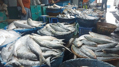 ভরা মৌসুমেও ইলিশের হাহাকার