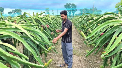 চাকরি ছেড়ে ড্রাগন চাষে সাবলম্বী আবু সাঈদ
