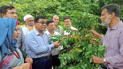 রাঙ্গামাটির কাপ্তাইয়ে কফির উন্নত দুটি জাত উদ্ভাবন বিজ্ঞানীদের