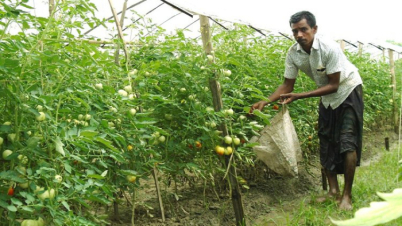 বারোমাসি টমেটো চাষে শাওনের সাফল্য