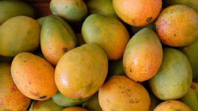 আম সম্পর্কে অজানা ১০ তথ্য
