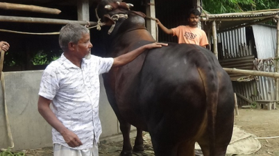 ৩০ মণের কালো মানিক