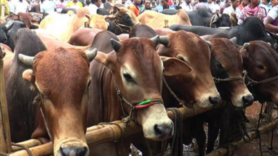 কোরবানির জন্য ১ কোটি ২১ লাখ ২৪ হাজার ৩৮৯টি পশু প্রস্তুত