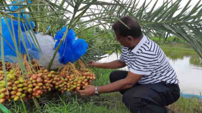 সৌদির খেজুর চাষ করে তাক লাগিয়ে দিয়েছেন তিনি