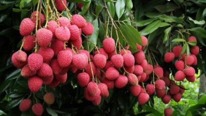 লিচুর উপকারিতা ও পার্শ্বপ্রতিক্রিয়া