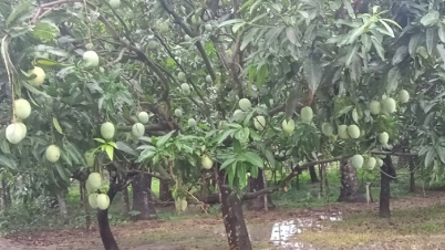 ১৪০ বিঘা জমির ওপর আম বাগান করে সাড়া ফেলেছেন সোহেল