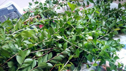 মেহেদি পাতার যত আশ্চর্য উপকারিতা