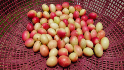 করমচার কত গুণ