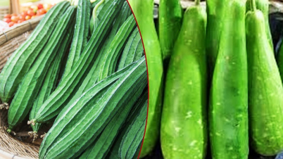 লাউ নাকি ঝিঙে: কোনটি বেশি উপকারী?