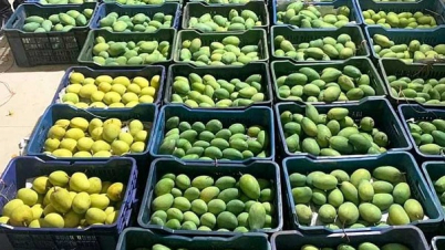 যুক্তরাজ্যে গেল নওগাঁর আম্রপালি আম  