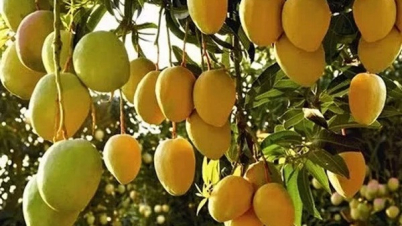 রাজশাহীতে গাছ থেকে ১৩ মে থেকে আম নামানো হবে
