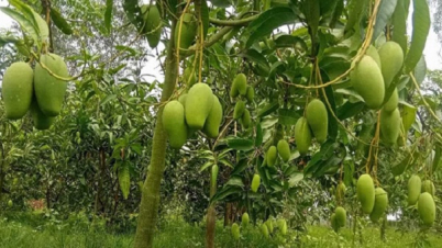 আম বাগান দেখতে চাঁপাইনবাবগঞ্জে যাচ্ছেন বিভিন্ন দেশের রাষ্ট্রদূতরা