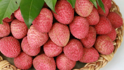 লিচু বেশি দিন তাজা রাখতে যা করবেন