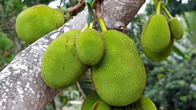 কেন খাবেন কাঁচা কাঁঠাল