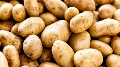 ১ কেজি আলু বেচে মিলছে না এক কাপ চায়ের দাম!