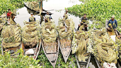 আয়ের উৎস যখন আড়িয়ল বিলের শাপলা