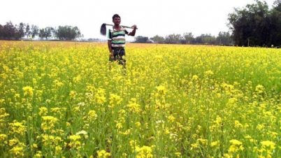 সরিষা চাষে লাভবান চাষীরা