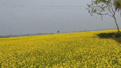 দিগন্তজোড়া ফসলের মাঠে হলুদ ফুলের মেলা