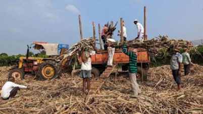 এবার চিনি রপ্তানীতে নিষেধাজ্ঞা দিচ্ছে ভারত