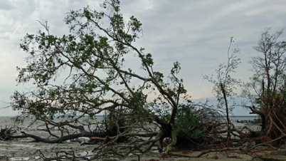 রেমালের তাণ্ডবে ক্ষতবিক্ষত সুন্দরবন: ২৬ মৃত হরিণ উদ্ধার