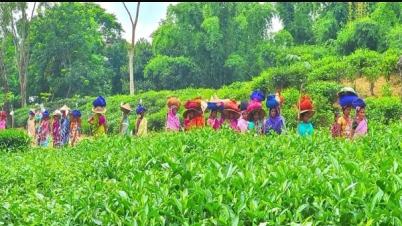 প্রাণ ফিরেছে চা বাগানে