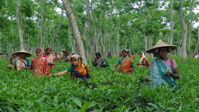 পঞ্চগড়ে চালু হচ্ছে দেশের তৃতীয় চা নিলাম কেন্দ্র