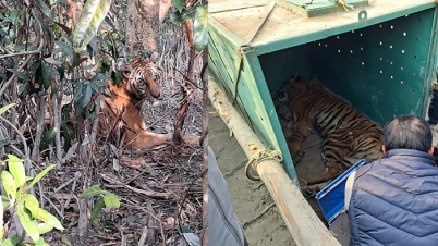 ফাঁদ থেকে উদ্ধার বাঘের জ্ঞান ফিরেছে, যাচ্ছে আবাসে ফাঁদ থেকে উদ্ধার বাঘের জ্ঞান ফিরেছে, যাচ্ছে আবাসে