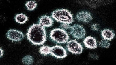 গবেষণা: রোগ প্রতিরোধক্ষমতা কমায় করোনাভাইরাস গবেষণা: রোগ প্রতিরোধক্ষমতা কমায় করোনাভাইরাস