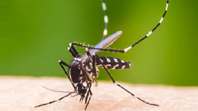 এডিস মশা শনাক্ত করবে ‘স্মার্ট ফাঁদ’ এডিস মশা শনাক্ত করবে ‘স্মার্ট ফাঁদ’