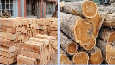সেগুন, মেহগনি নাকি গামারি: আসবাবের জন্য কোন কাঠ সেরা সেগুন, মেহগনি নাকি গামারি: আসবাবের জন্য কোন কাঠ সেরা